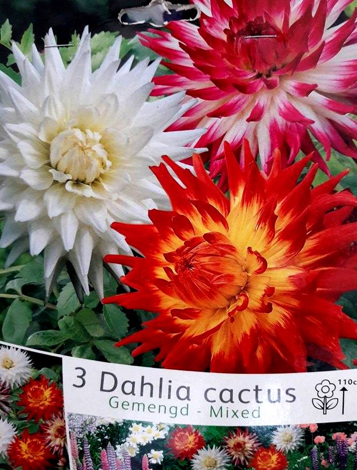 Далия Cactus Микс (3 корена)
